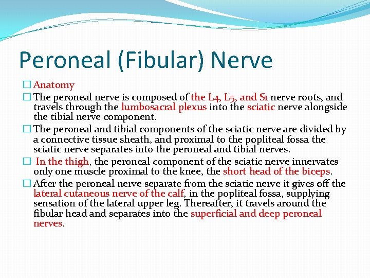 Peroneal (Fibular) Nerve � Anatomy � The peroneal nerve is composed of the L
