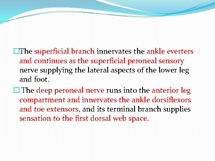 �The superficial branch innervates the ankle everters and continues as the superficial peroneal sensory