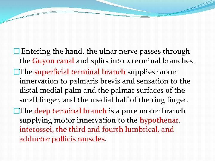 � Entering the hand, the ulnar nerve passes through the Guyon canal and splits