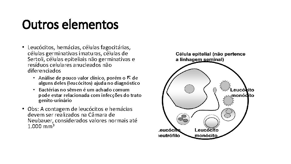 Outros elementos • Leucócitos, hemácias, células fagocitárias, células germinativas imaturas, células de Sertoli, células
