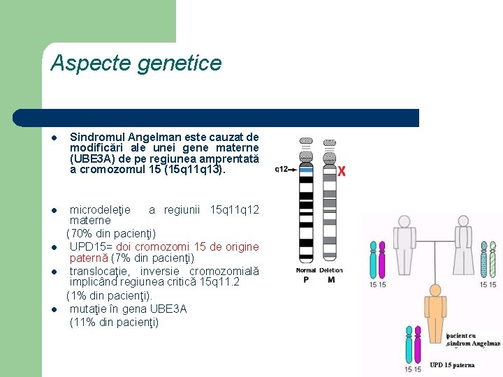 Aspecte genetice l Sindromul Angelman este cauzat de modificări ale unei gene materne (UBE