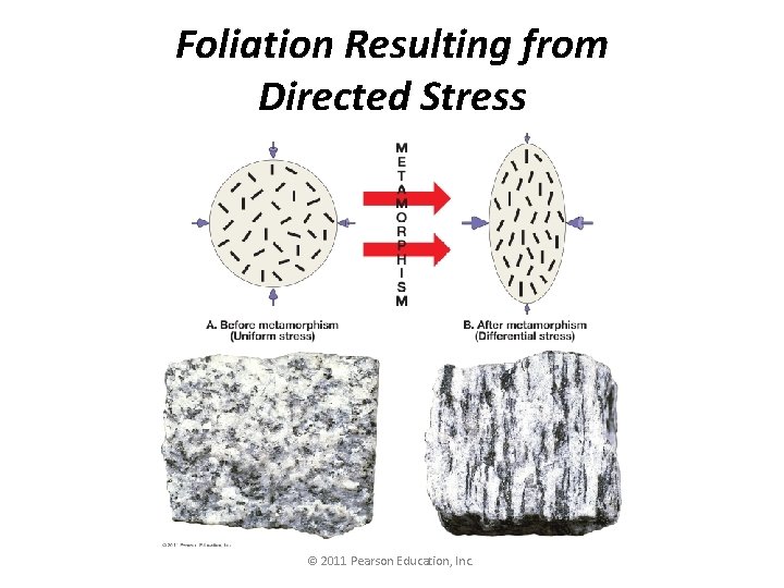 Foliation Resulting from Directed Stress © 2011 Pearson Education, Inc. 