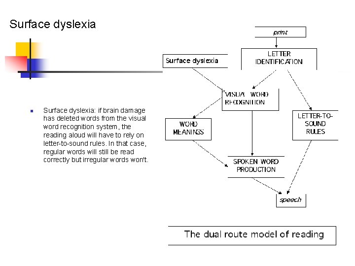 Surface dyslexia n Surface dyslexia: if brain damage has deleted words from the visual
