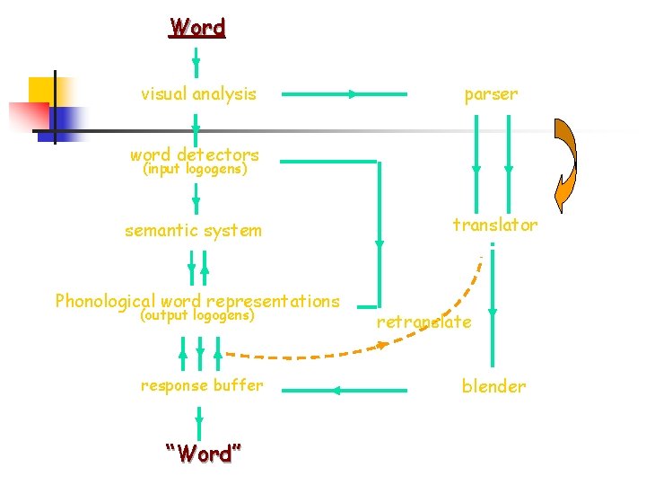 Word visual analysis parser word detectors (input logogens) semantic system Phonological word representations (output