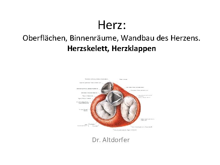 Herz: Oberflächen, Binnenräume, Wandbau des Herzens. Herzskelett, Herzklappen Dr. Altdorfer 