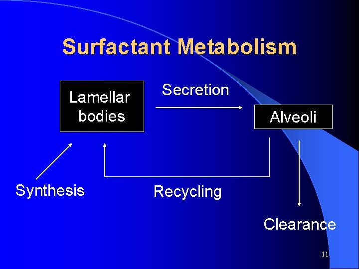 Surfactant Metabolism Lamellar bodies Synthesis Secretion Alveoli Recycling Clearance 11 