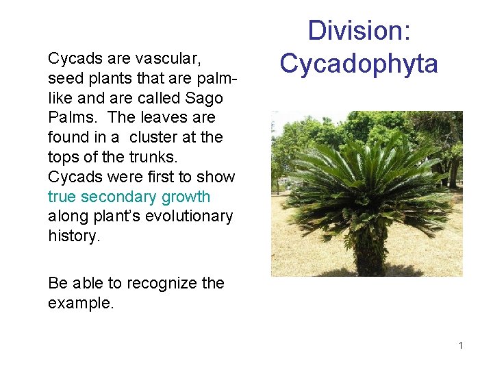 Cycads are vascular, seed plants that are palmlike and are called Sago Palms. The
