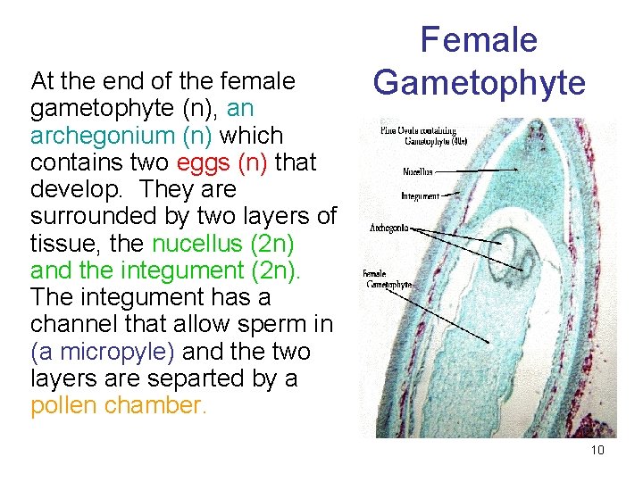 At the end of the female gametophyte (n), an archegonium (n) which contains two