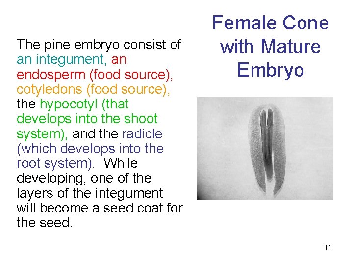 The pine embryo consist of an integument, an endosperm (food source), cotyledons (food source),
