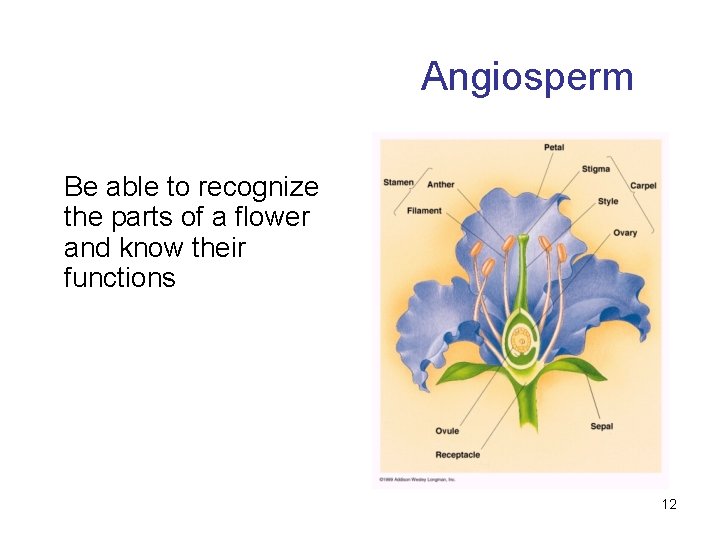 Angiosperm Be able to recognize the parts of a flower and know their functions