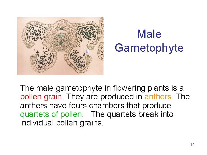 Male Gametophyte The male gametophyte in flowering plants is a pollen grain. They are