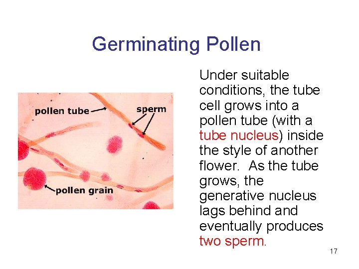 Germinating Pollen Under suitable conditions, the tube cell grows into a pollen tube (with