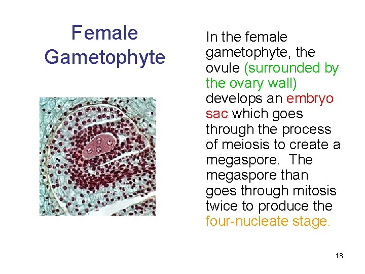 Female Gametophyte In the female gametophyte, the ovule (surrounded by the ovary wall) develops