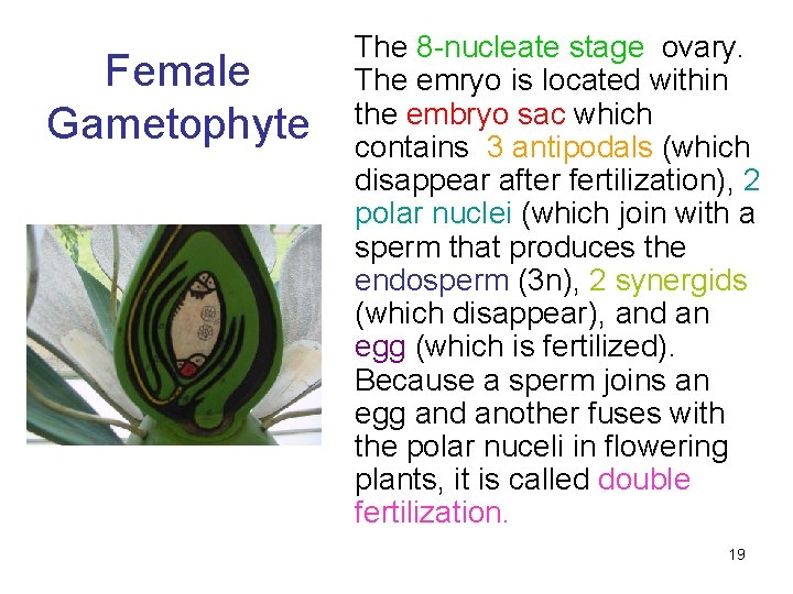 Female Gametophyte The 8 -nucleate stage ovary. The emryo is located within the embryo