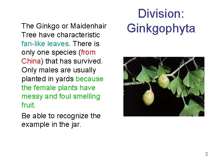 The Ginkgo or Maidenhair Tree have characteristic fan-like leaves. There is only one species