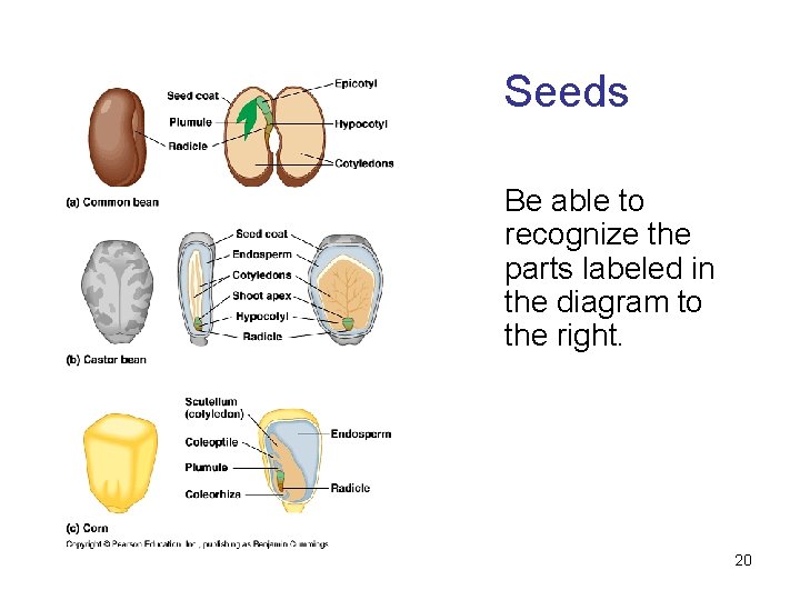 Seeds Be able to recognize the parts labeled in the diagram to the right.