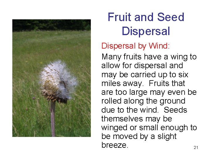 Fruit and Seed Dispersal by Wind: Many fruits have a wing to allow for