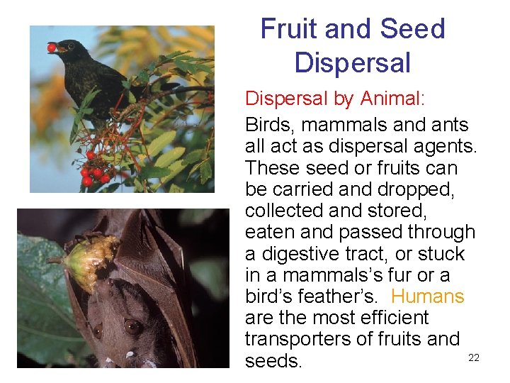 Fruit and Seed Dispersal by Animal: Birds, mammals and ants all act as dispersal