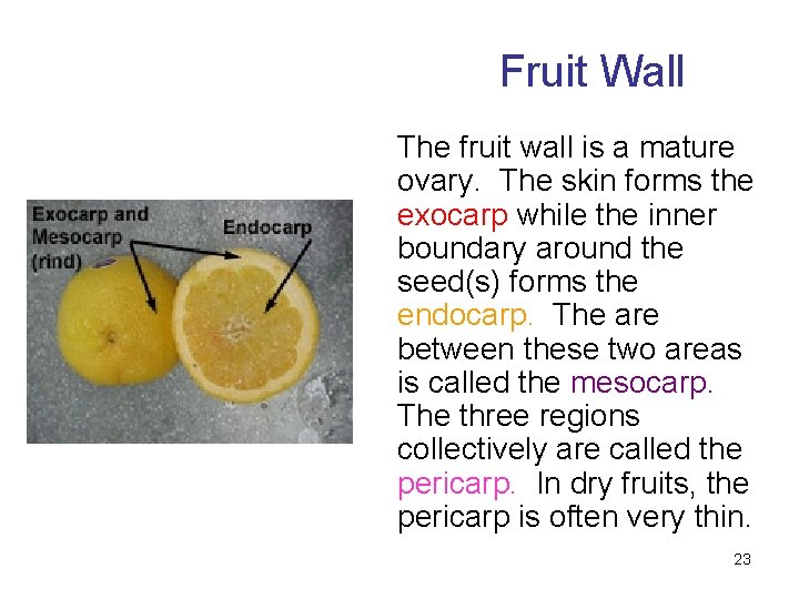 Fruit Wall The fruit wall is a mature ovary. The skin forms the exocarp