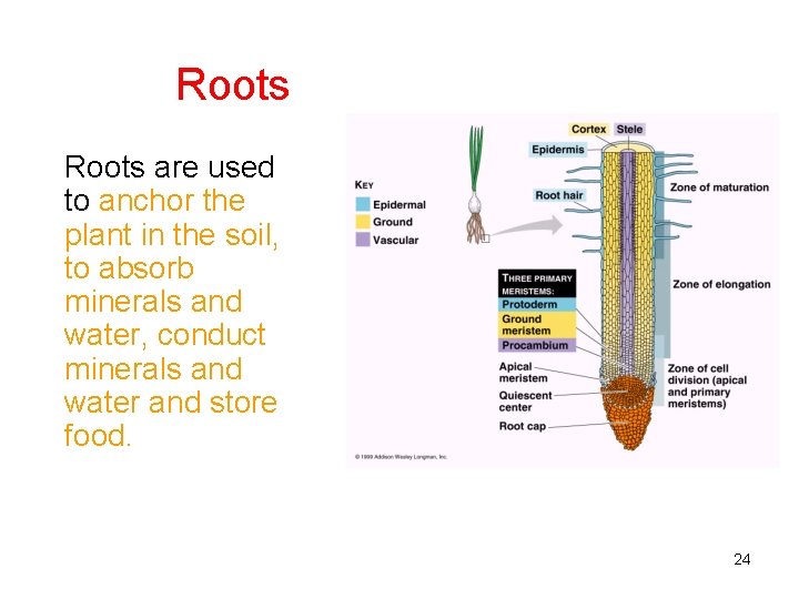 Roots are used to anchor the plant in the soil, to absorb minerals and