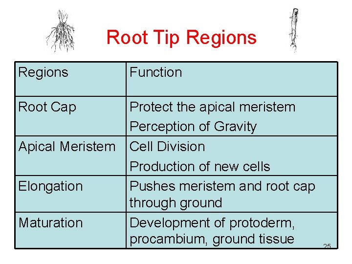 Root Tip Regions Function Root Cap Protect the apical meristem Perception of Gravity Cell
