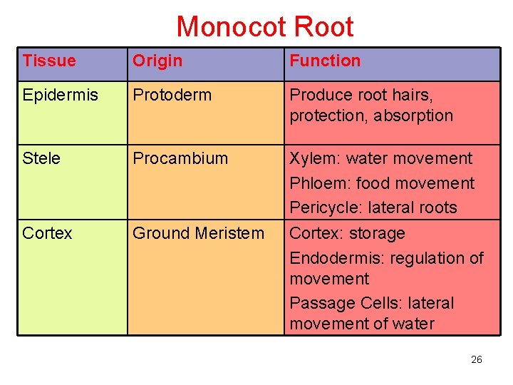 Monocot Root Tissue Origin Function Epidermis Protoderm Produce root hairs, protection, absorption Stele Procambium