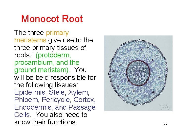 Monocot Root The three primary meristems give rise to the three primary tissues of