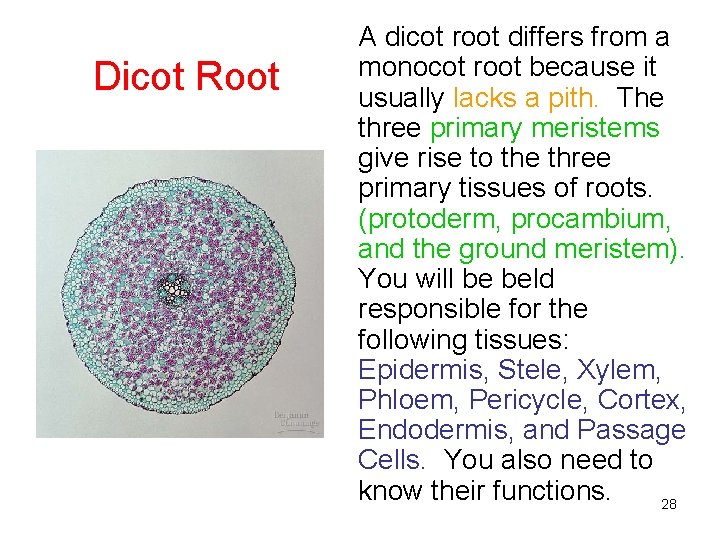 Dicot Root A dicot root differs from a monocot root because it usually lacks