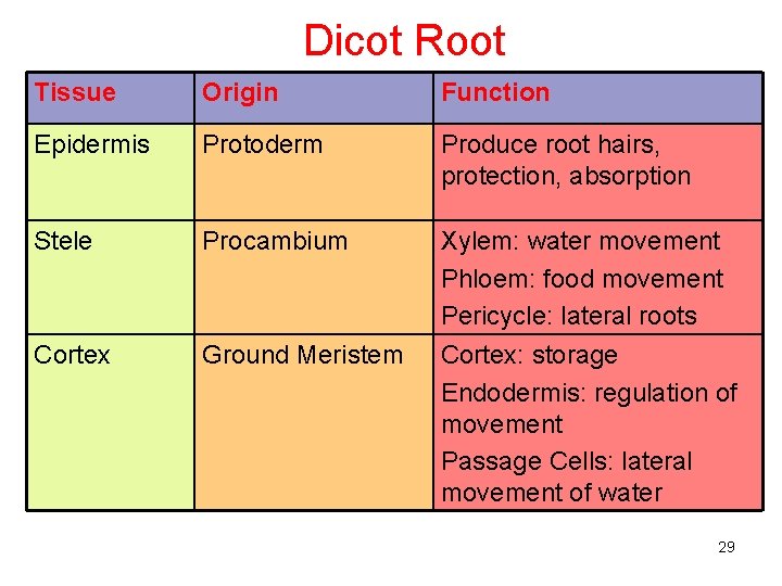 Dicot Root Tissue Origin Function Epidermis Protoderm Produce root hairs, protection, absorption Stele Procambium