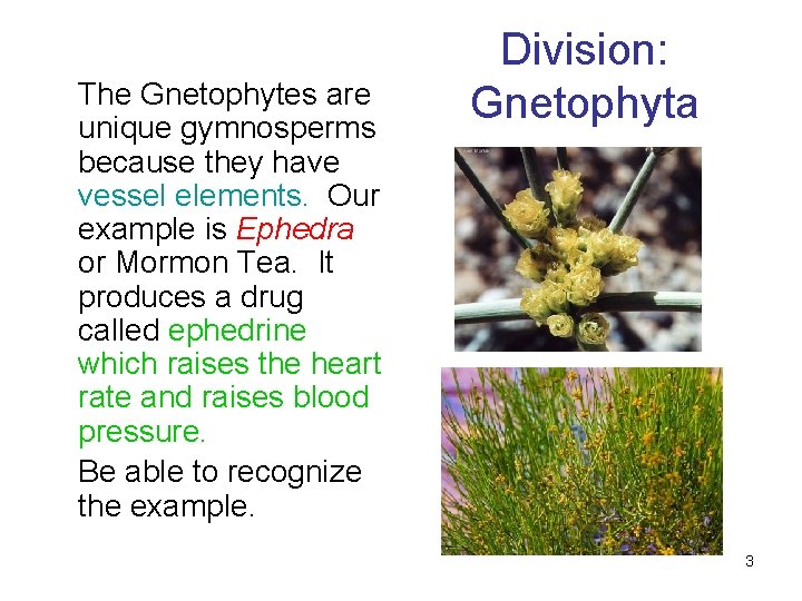 The Gnetophytes are unique gymnosperms because they have vessel elements. Our example is Ephedra