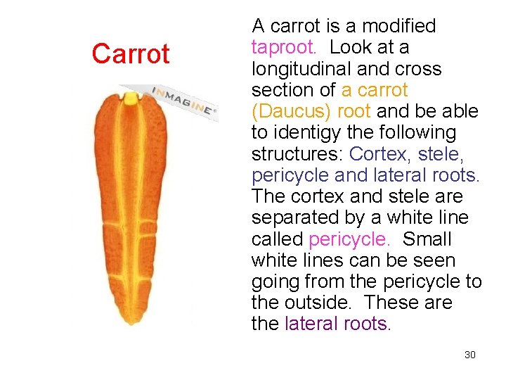 Carrot A carrot is a modified taproot. Look at a longitudinal and cross section