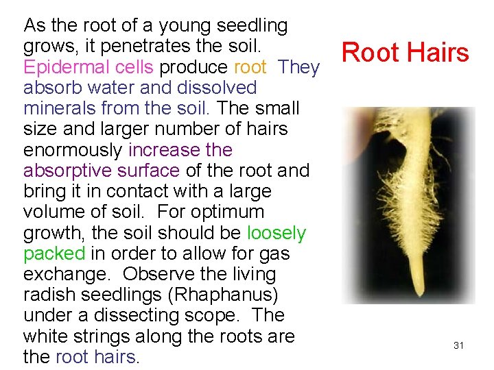As the root of a young seedling grows, it penetrates the soil. Epidermal cells