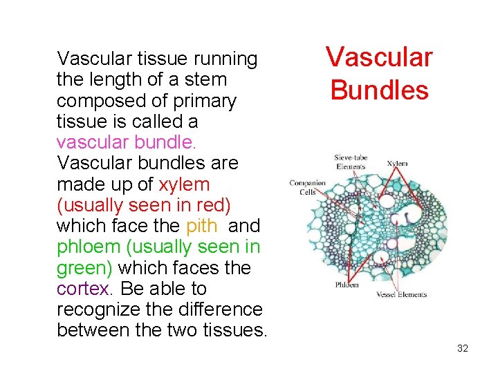 Vascular tissue running the length of a stem composed of primary tissue is called