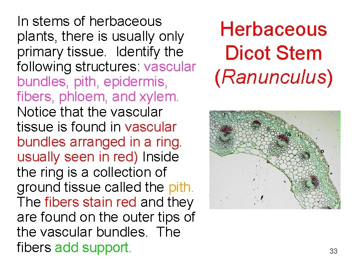 In stems of herbaceous plants, there is usually only primary tissue. Identify the following