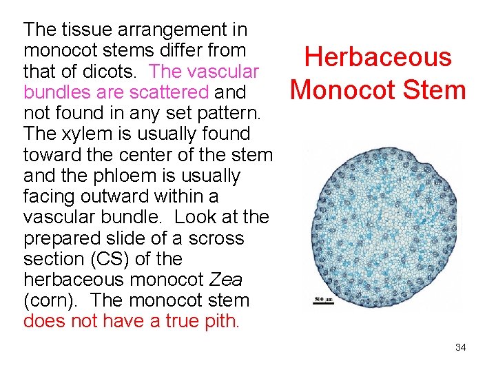 The tissue arrangement in monocot stems differ from that of dicots. The vascular bundles