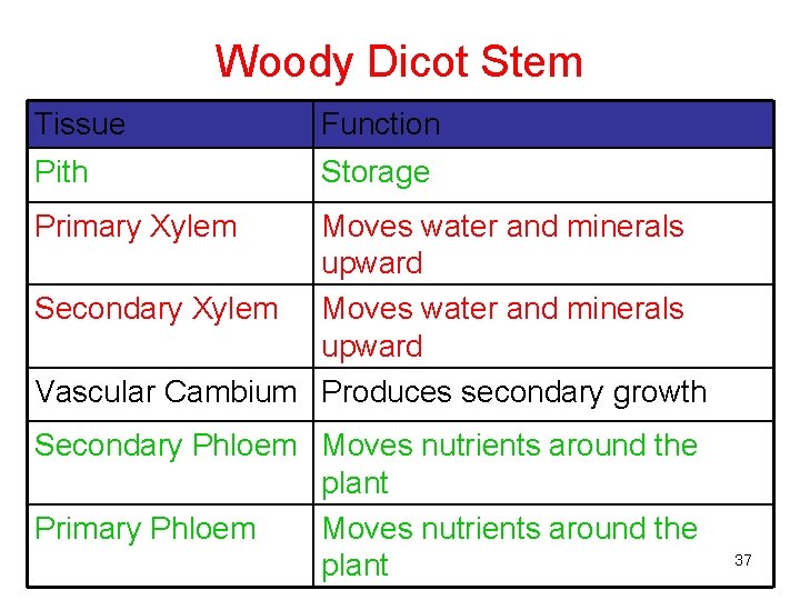 Woody Dicot Stem Tissue Function Pith Storage Primary Xylem Moves water and minerals upward