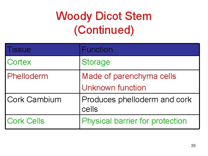 Woody Dicot Stem (Continued) Tissue Function Cortex Storage Phelloderm Made of parenchyma cells Unknown