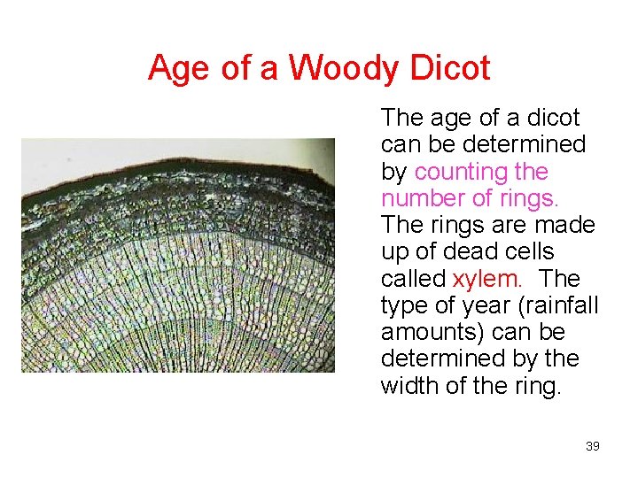 Age of a Woody Dicot The age of a dicot can be determined by