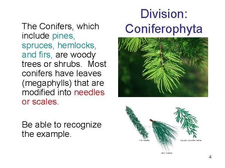 The Conifers, which include pines, spruces, hemlocks, and firs, are woody trees or shrubs.