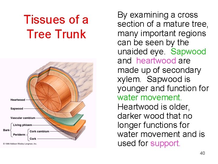 Tissues of a Tree Trunk By examining a cross section of a mature tree,