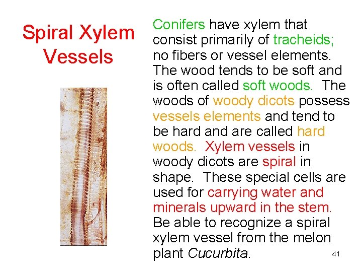 Spiral Xylem Vessels Conifers have xylem that consist primarily of tracheids; no fibers or