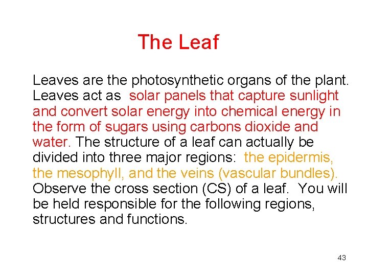 The Leaf Leaves are the photosynthetic organs of the plant. Leaves act as solar