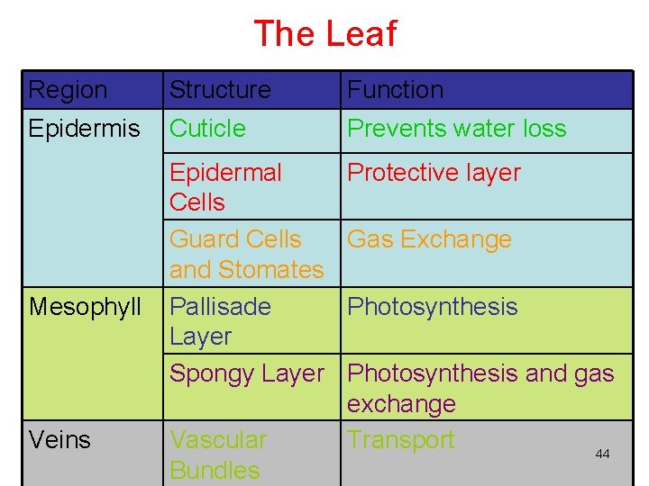 The Leaf Region Structure Function Epidermis Cuticle Prevents water loss Epidermal Cells Guard Cells