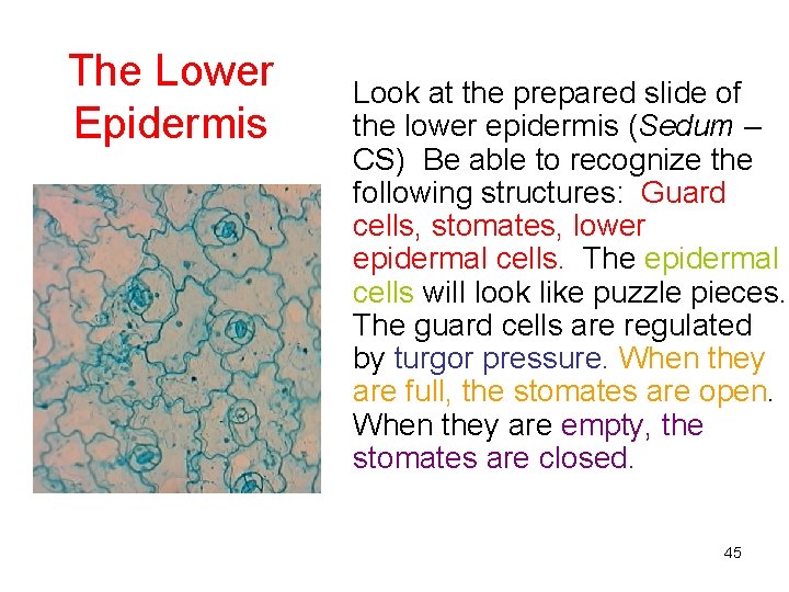 The Lower Epidermis Look at the prepared slide of the lower epidermis (Sedum –