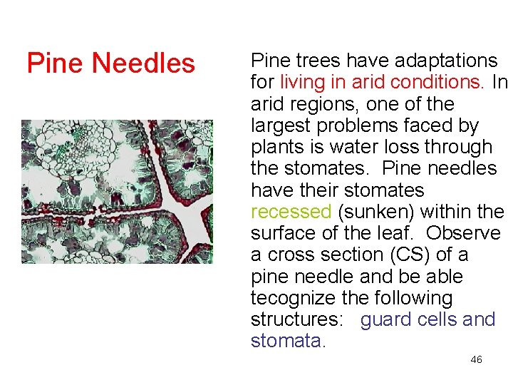 Pine Needles Pine trees have adaptations for living in arid conditions. In arid regions,
