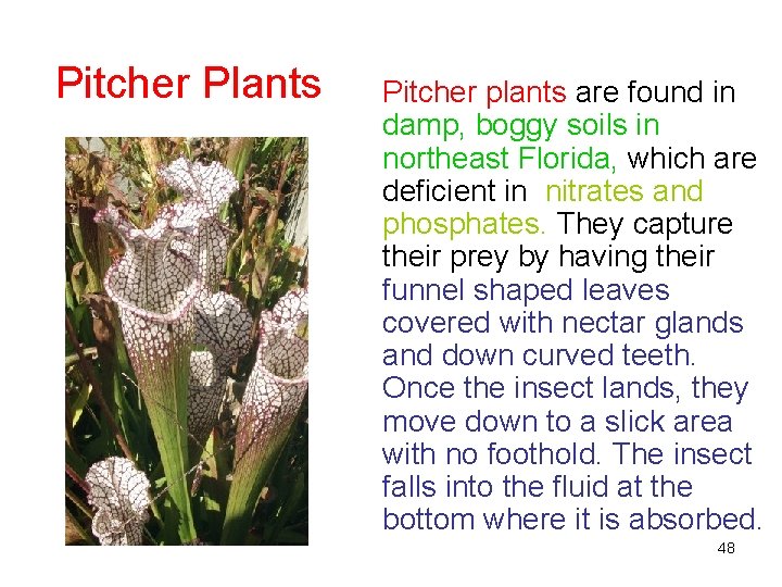 Pitcher Plants Pitcher plants are found in damp, boggy soils in northeast Florida, which