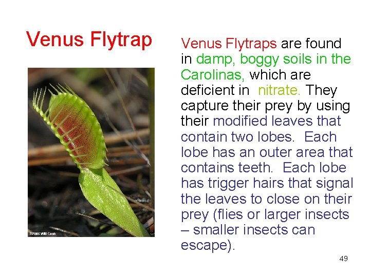 Venus Flytraps are found in damp, boggy soils in the Carolinas, which are deficient