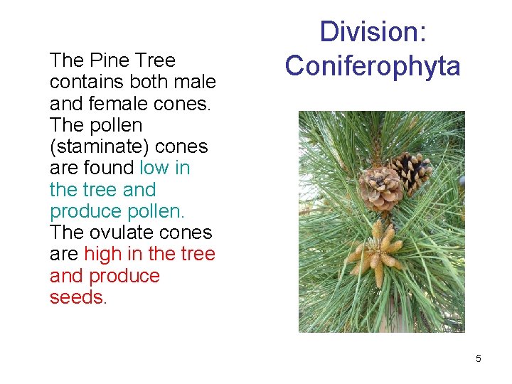 The Pine Tree contains both male and female cones. The pollen (staminate) cones are