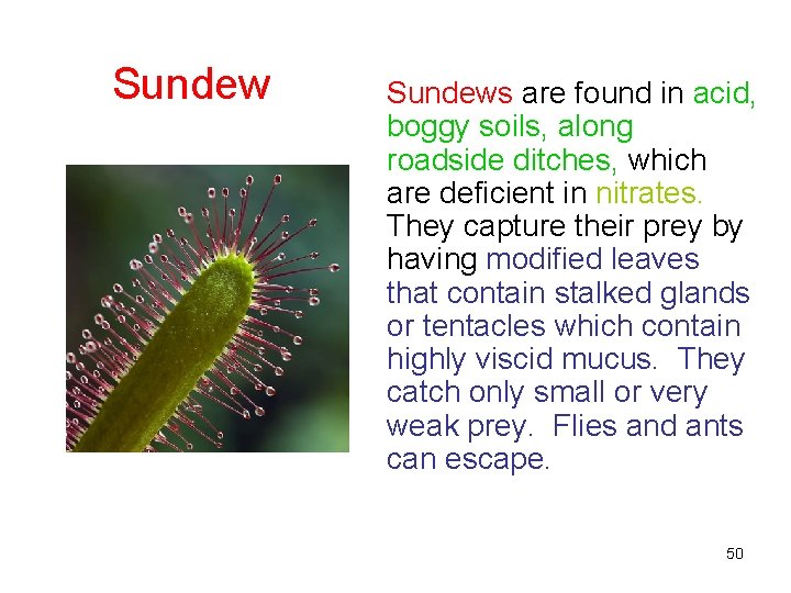 Sundews are found in acid, boggy soils, along roadside ditches, which are deficient in