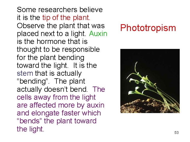 Some researchers believe it is the tip of the plant. Observe the plant that